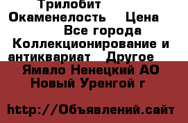 Трилобит Asaphus. Окаменелость. › Цена ­ 300 - Все города Коллекционирование и антиквариат » Другое   . Ямало-Ненецкий АО,Новый Уренгой г.